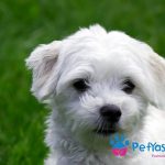 Maltese Terrier Fiyat – Yeni Bir Evcil Hayvan İçin Bütçe Planlaması