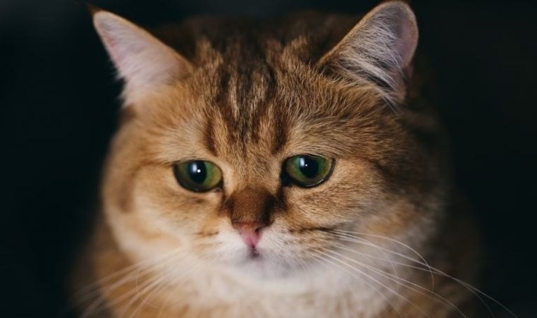 Kedilerin ağladığı ortaya çıktı!  Ama nasıl?  – Son dakika bilim teknoloji haberleri