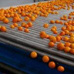 Mandalina ihracatında rekor! 3 ülke zirvede