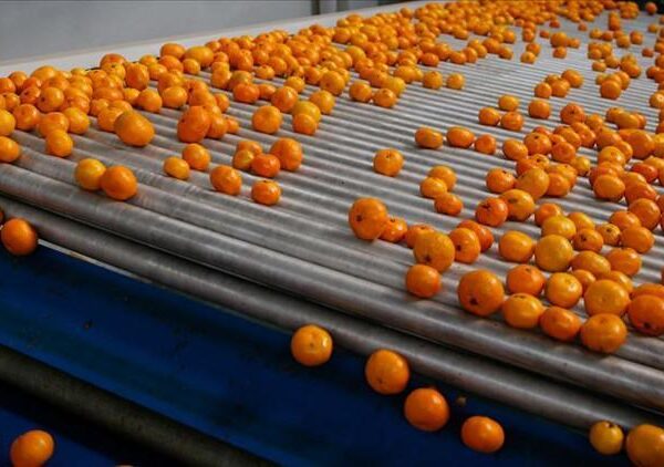 Mandalina ihracatında rekor! 3 ülke zirvede