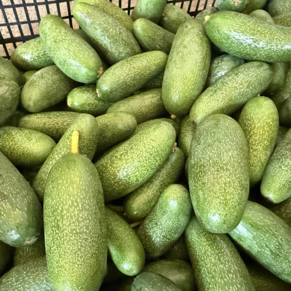 Antalya’nın Ürünleri Dünyaya Açılıyor: Rekolte Beklentisi Zirveye Çıkıyor