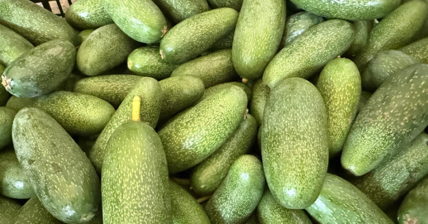 Antalya’nın Ürünleri Dünyaya Açılıyor: Rekolte Beklentisi Zirveye Çıkıyor